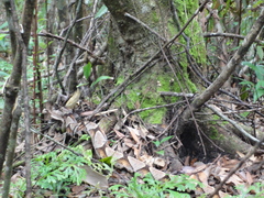 Deinagkistrodon acutus