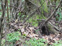 Deinagkistrodon acutus