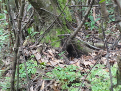 Deinagkistrodon acutus