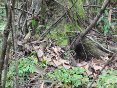 Deinagkistrodon acutus