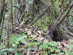 Deinagkistrodon acutus