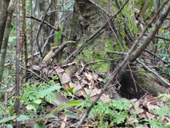 Deinagkistrodon acutus