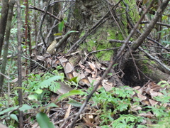 Deinagkistrodon acutus