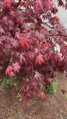 Acer palmatum