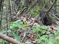 Deinagkistrodon acutus