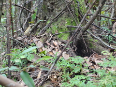 Deinagkistrodon acutus