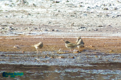 Ammomanes deserti