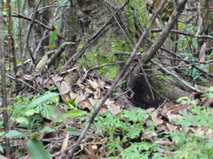 Deinagkistrodon acutus