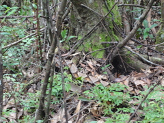 Deinagkistrodon acutus