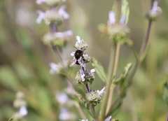 Habropoda tristissima