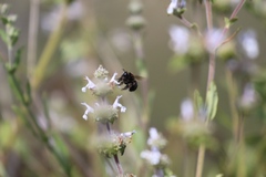 Habropoda tristissima