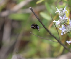 Habropoda tristissima