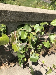 Vitis californica