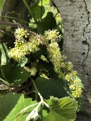 Vitis californica