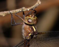 Austrocordulia refracta