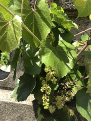 Vitis californica