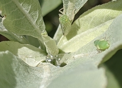 Pagaronia tredecimpunctata