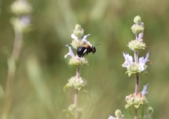 Habropoda tristissima