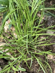 Carex jamesii