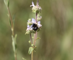 Habropoda tristissima