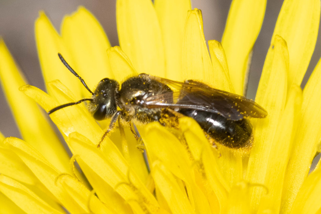 Black-and-green Metallic-Sweat bee