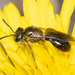 Black-and-green Metallic-Sweat Bee - Photo (c) Kevin, some rights reserved (CC BY-NC), uploaded by Kevin