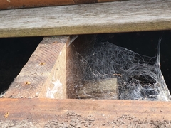 Eratigena agrestis