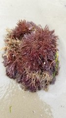 Gracilaria