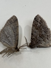 Melanolophia imitata