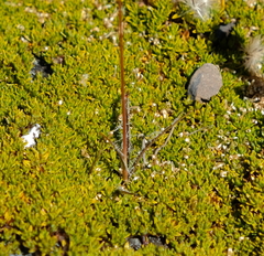 Luzula rufa albicomans