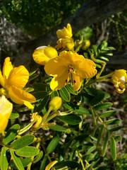 Senna multiglandulosa