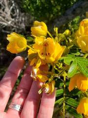 Senna multiglandulosa