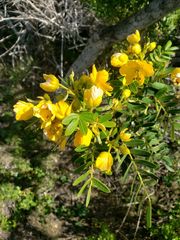 Senna multiglandulosa