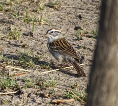 Spizella passerina