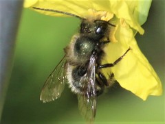 Osmia lignaria