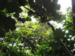 Pterospermum acerifolium