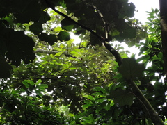 Pterospermum acerifolium