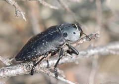 Capnodis sexmaculata