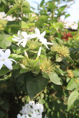Jasminum multiflorum