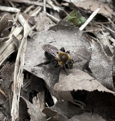 Andrena vicina