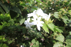 Jasminum multiflorum
