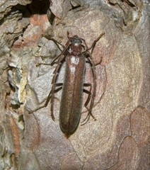 Calopus serraticornis