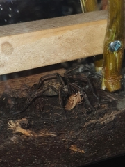 Eratigena agrestis