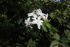 Jasminum multiflorum