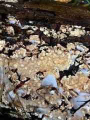 Dacryobolus karstenii