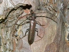 Calopus serraticornis