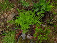 Athyrium distentifolium