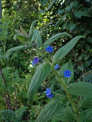 Pentaglottis sempervirens