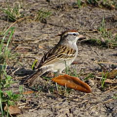 Spizella passerina