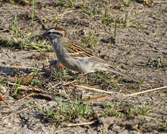 Spizella passerina